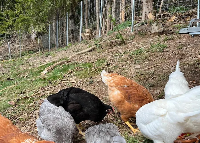 Der Wenger Appartement